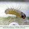 callophrys chalybeitincta dzhamagat larva l1